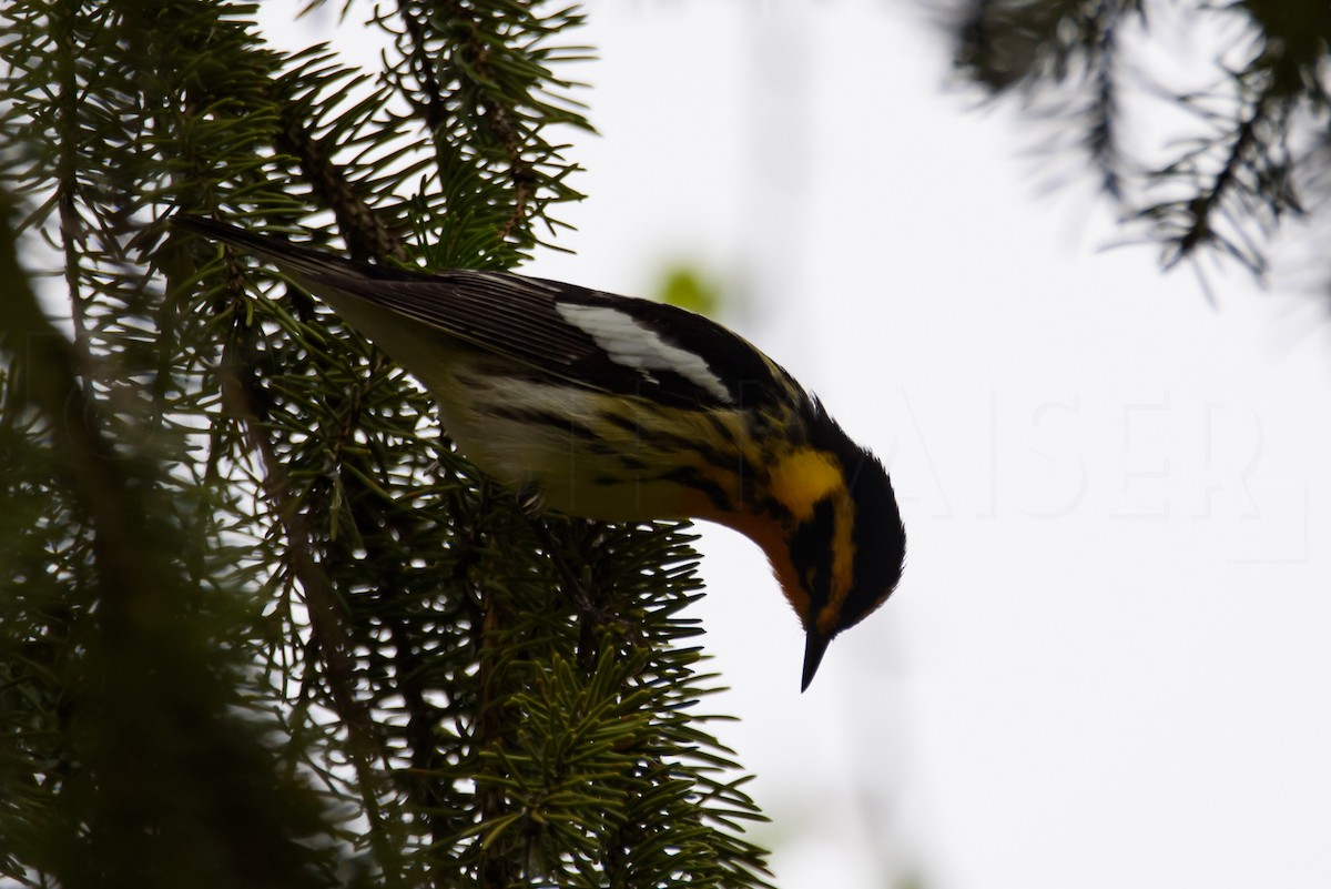 Blackburnian Warbler - ML619303610