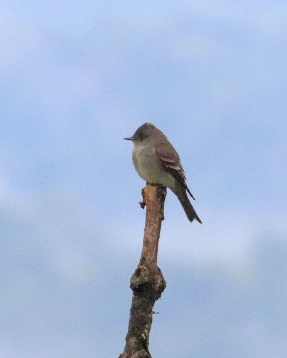 Western Wood-Pewee - Dan Kempf