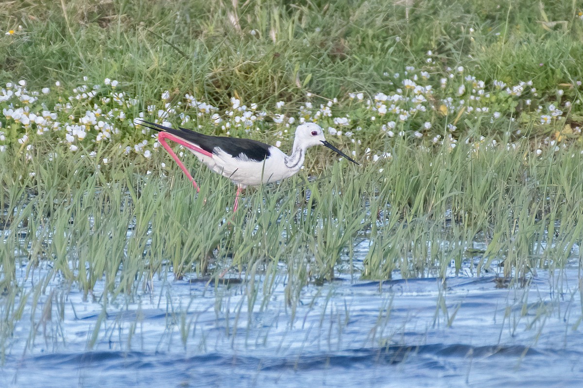 Black-winged Stilt - Ana Amaral