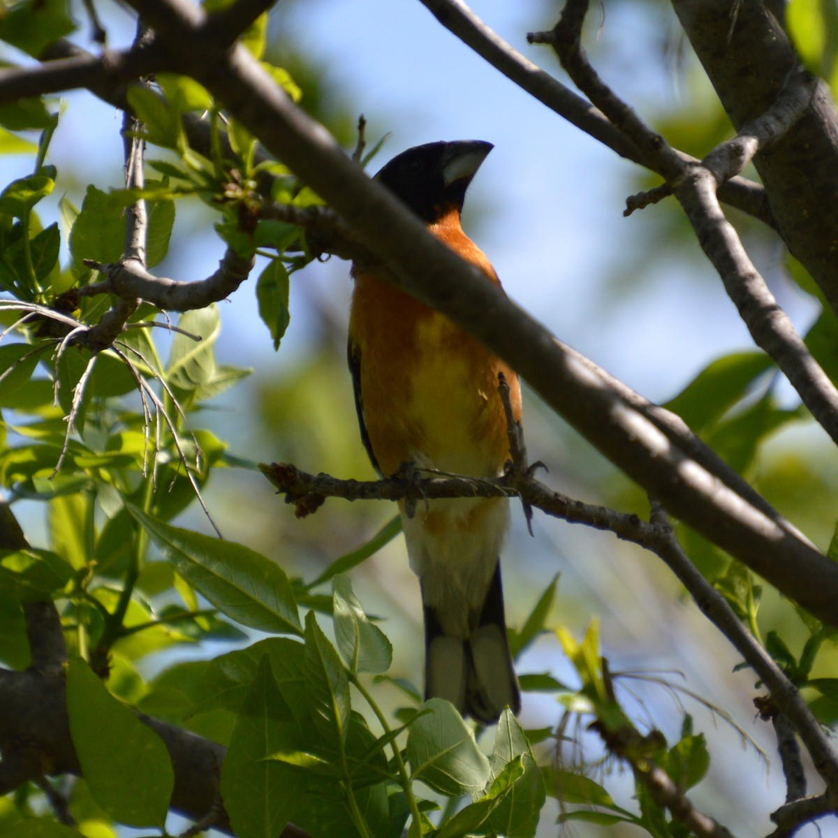 Black-headed Grosbeak - ML619303625