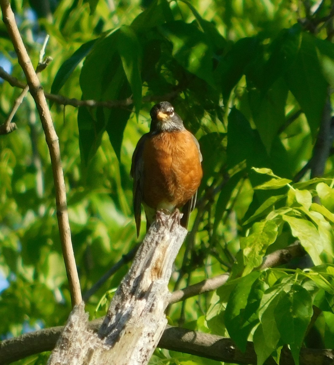 American Robin - Laurie White