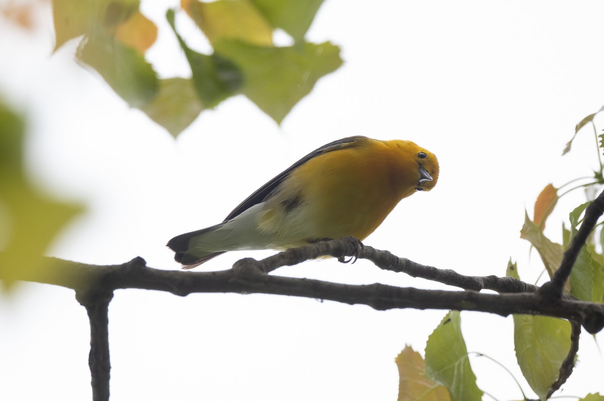 Prothonotary Warbler - ML619303633