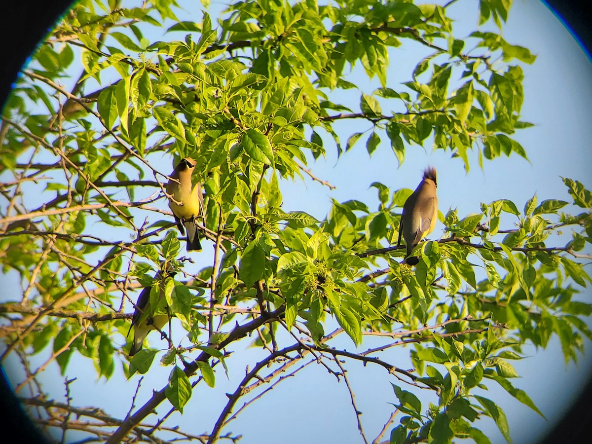 Cedar Waxwing - ML619303634