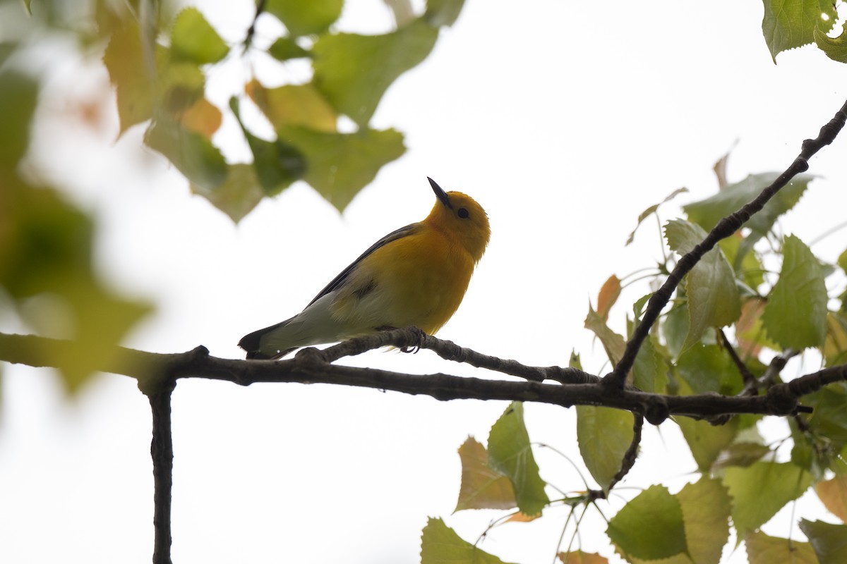 Prothonotary Warbler - ML619303636