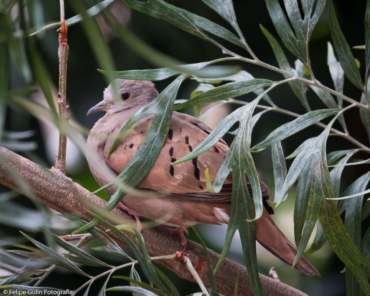 Ruddy Ground Dove - Felipe Gulin