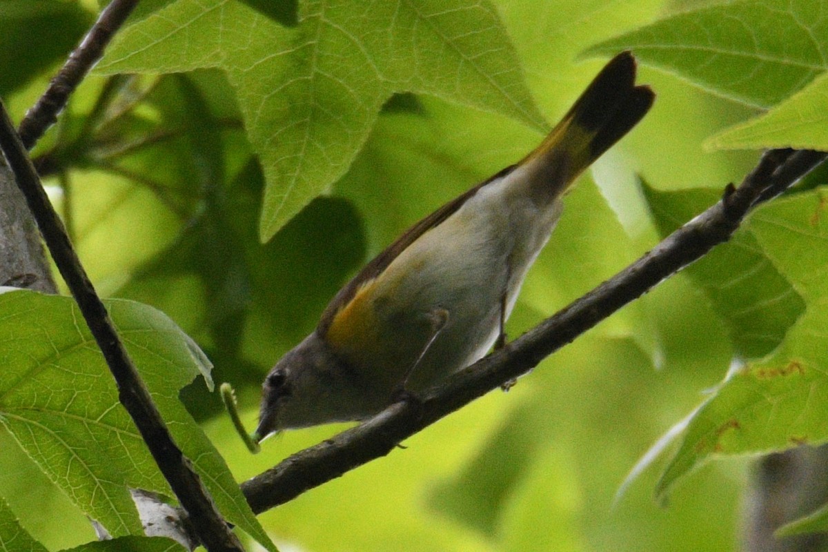 American Redstart - Kevin Roback