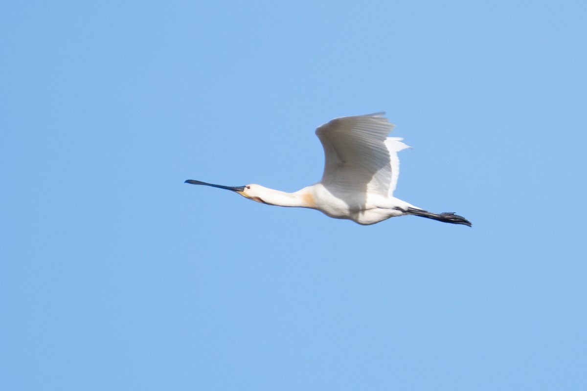 Eurasian Spoonbill - Ana Amaral