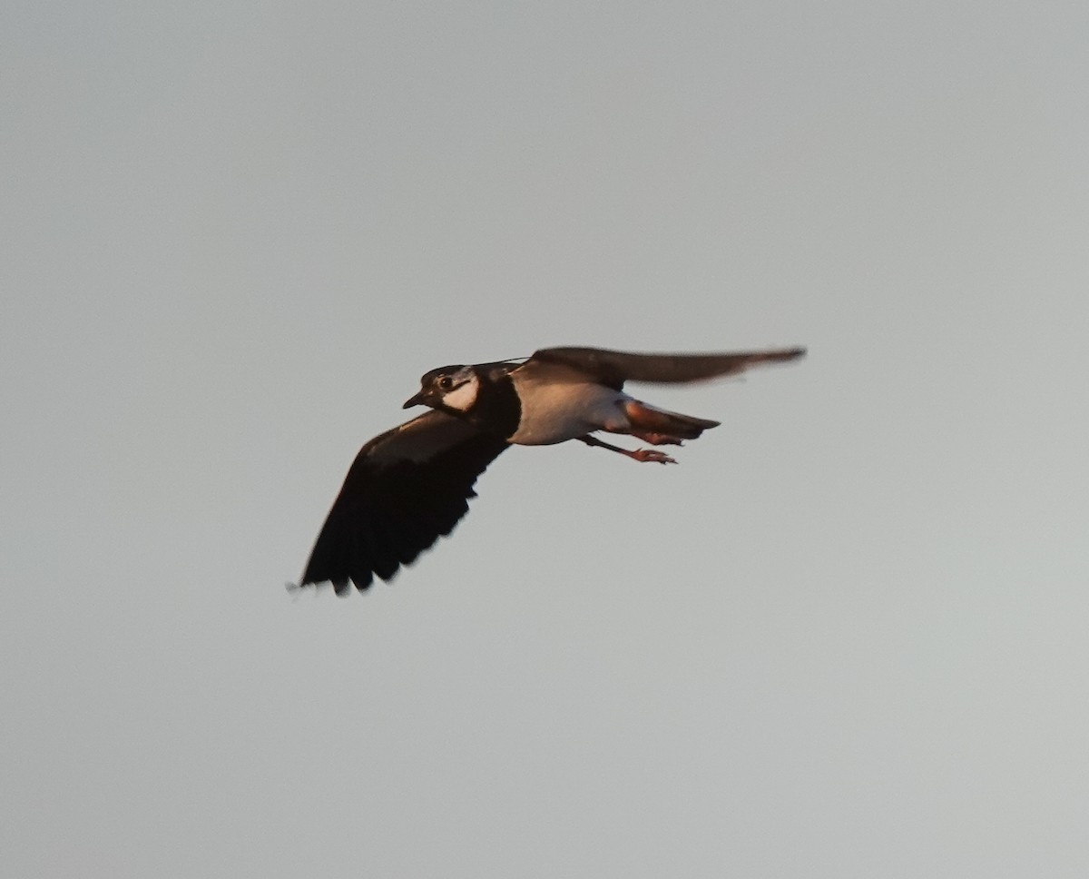 Northern Lapwing - Radka Osickova