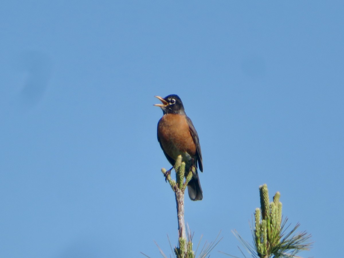 American Robin - Christine Cote