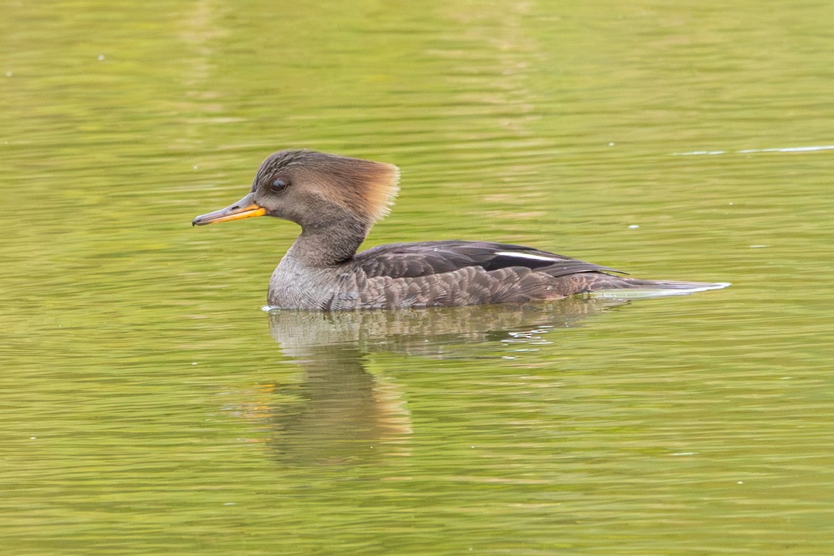 Hooded Merganser - ML619303652