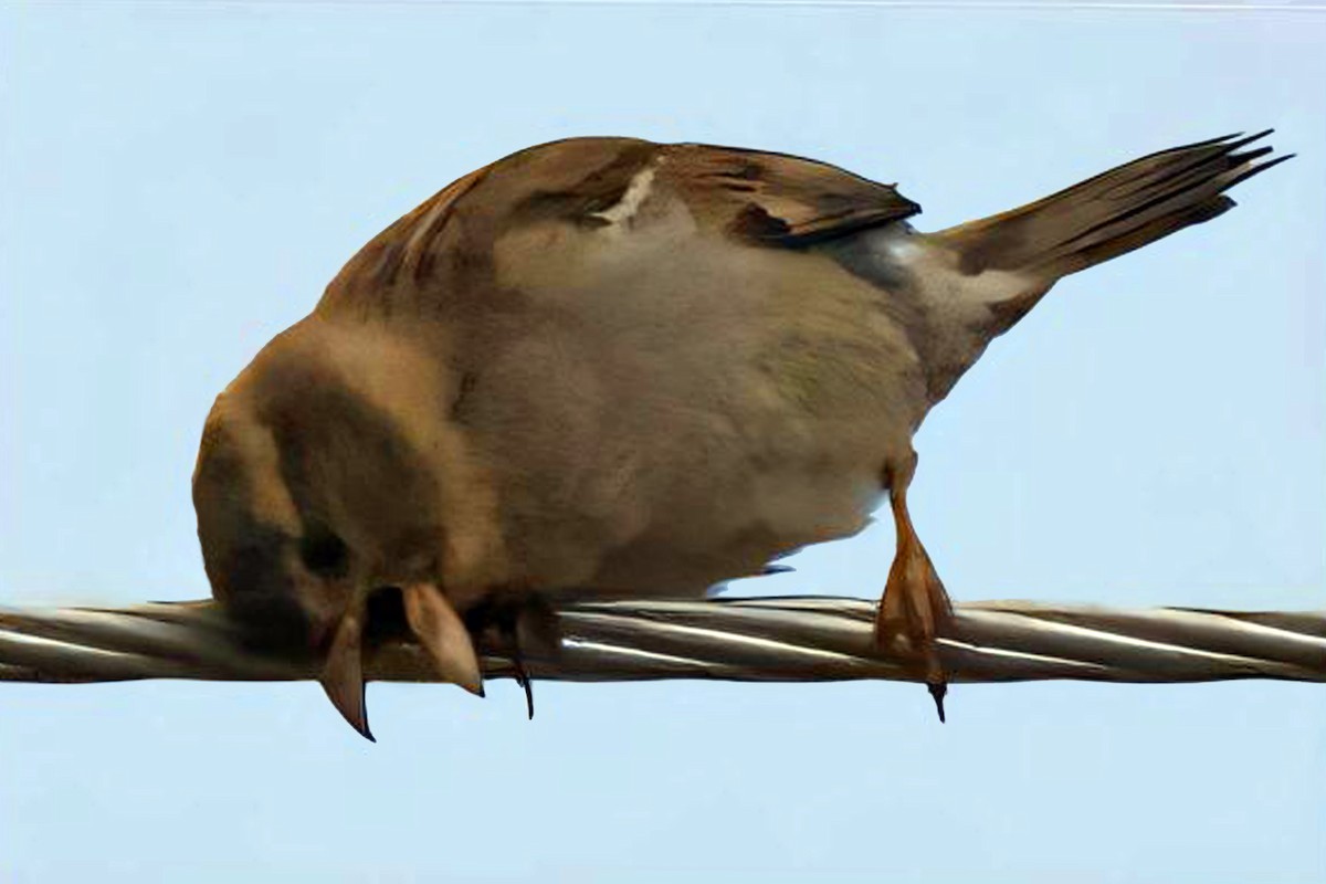House Sparrow - Dale Bargmann