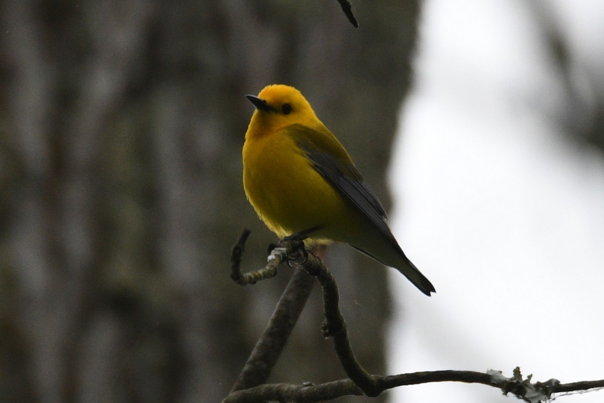 Prothonotary Warbler - Kevin Roback