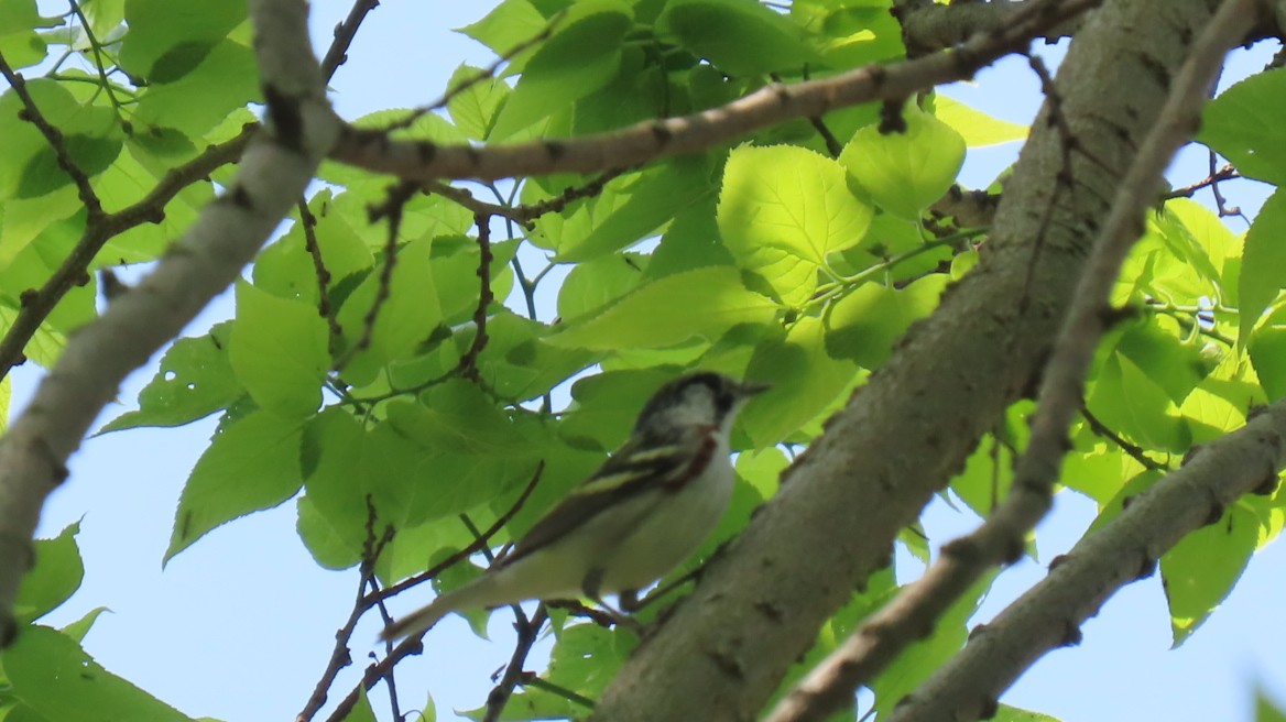 Chestnut-sided Warbler - Rohan B