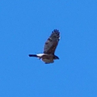 Cooper's Hawk - Nancy Cox