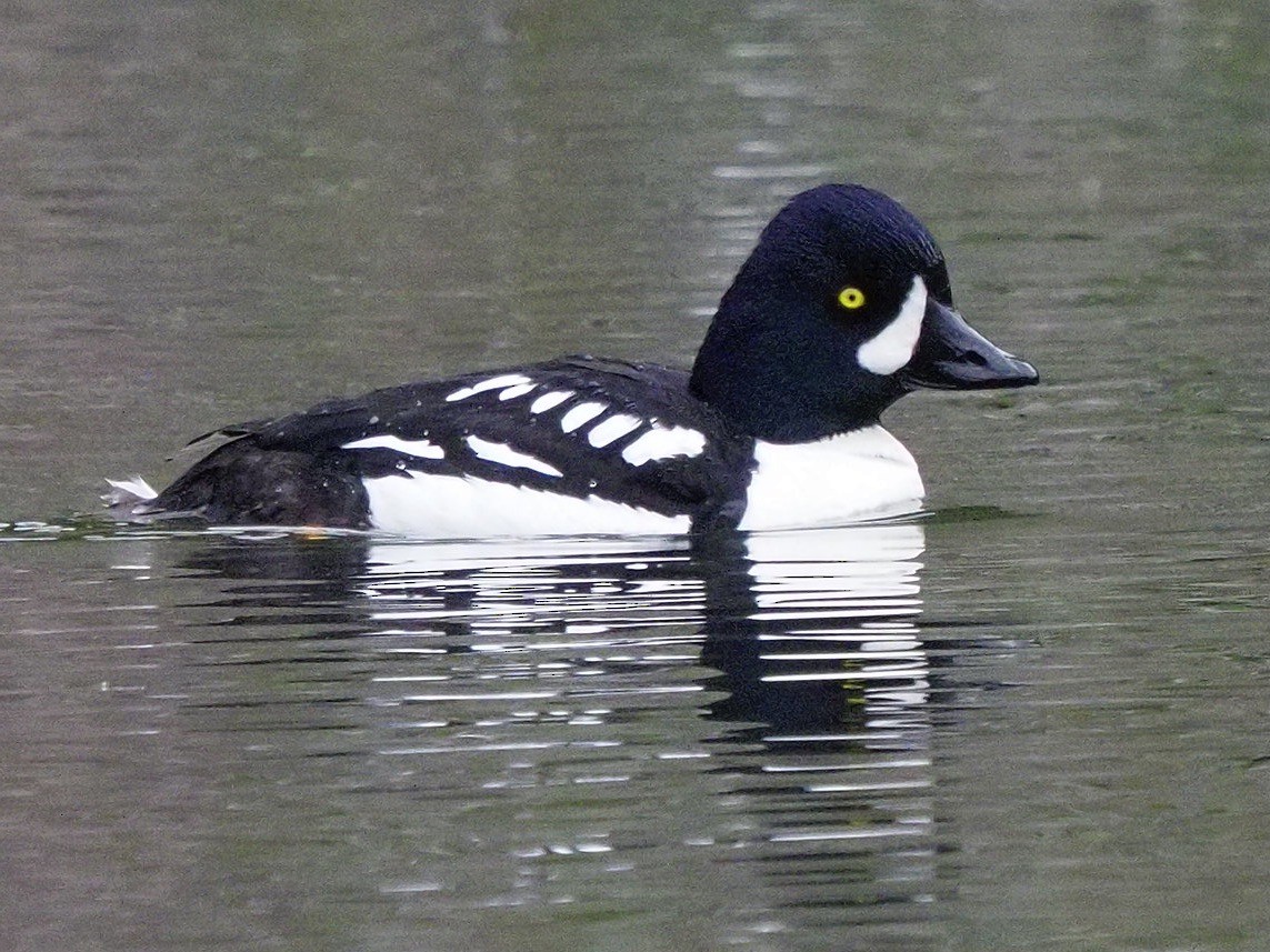 Barrow's Goldeneye - Kathy Green