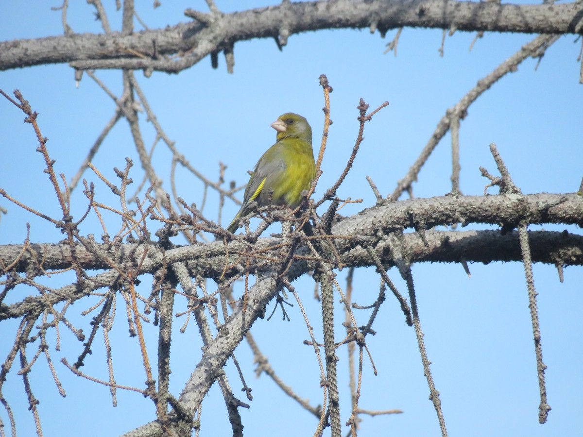 European Greenfinch - Eric Cormier