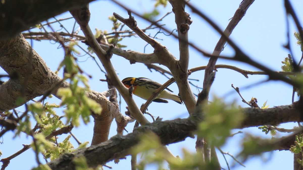 Blackburnian Warbler - Rohan B