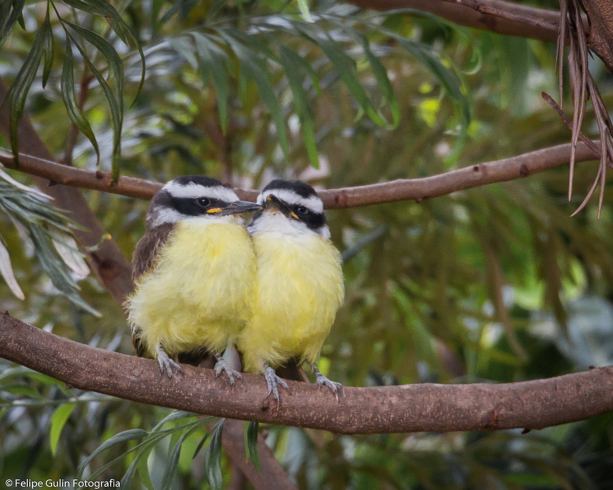 Great Kiskadee - Felipe Gulin