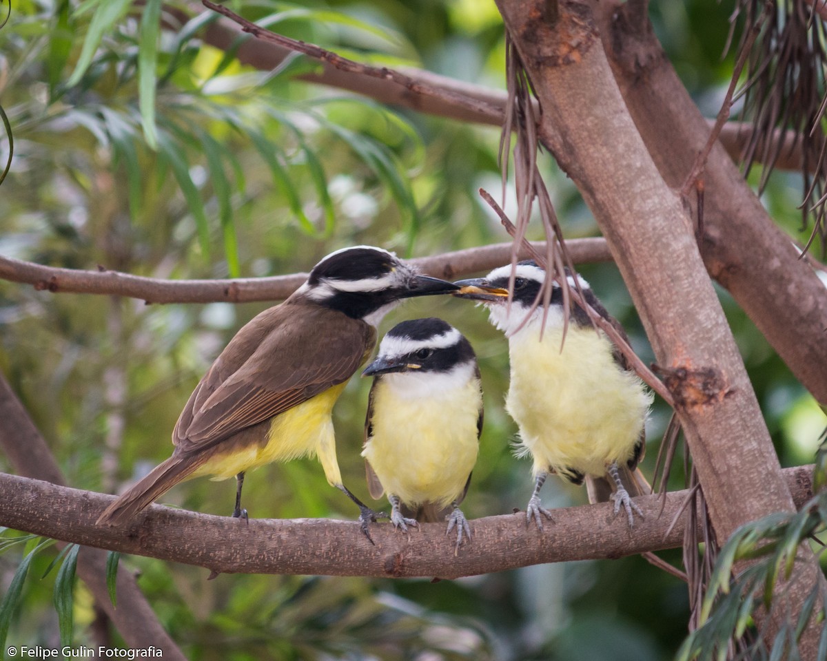 Great Kiskadee - Felipe Gulin