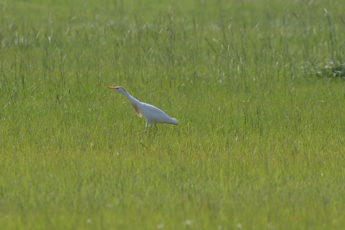 Western Cattle Egret - Angie Kidder