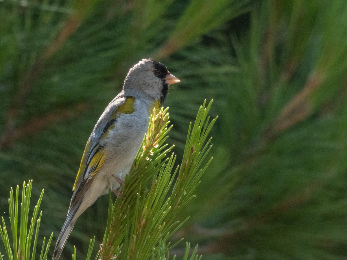 Lawrence's Goldfinch - ML619303676
