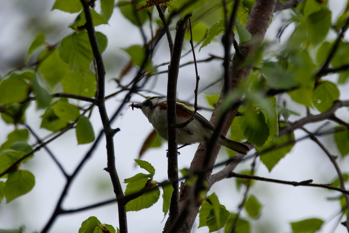 Chestnut-sided Warbler - Josh Kaiser