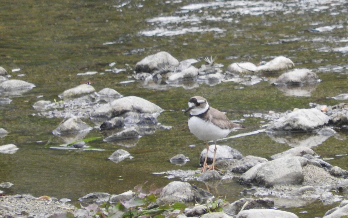 Little Ringed Plover - Richard Hayes