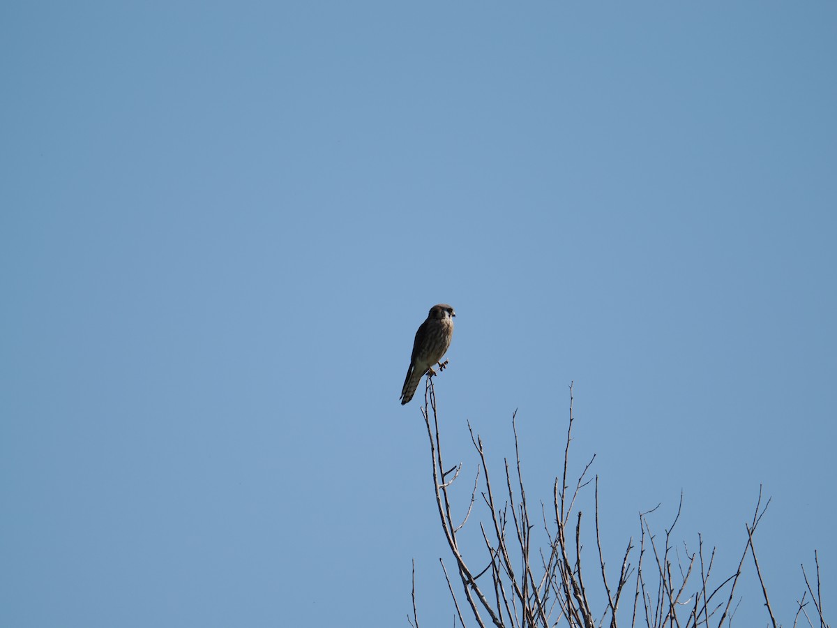 American Kestrel - ML619303701