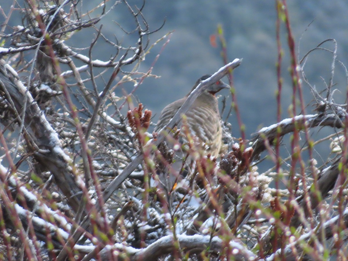 Chestnut-throated Monal-Partridge - ML619303702