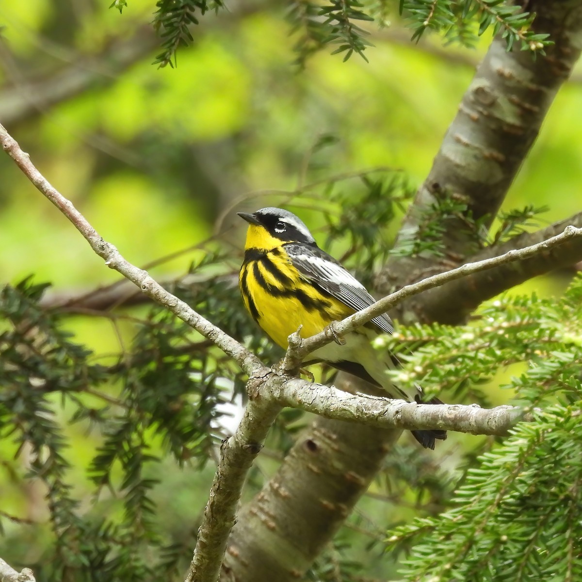 Magnolia Warbler - ML619303704