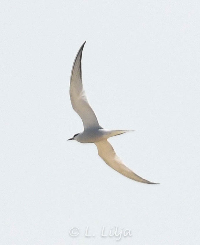 Common Tern - Lorri Lilja
