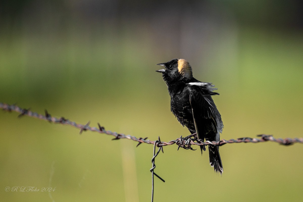 Bobolink - Rita Flohr