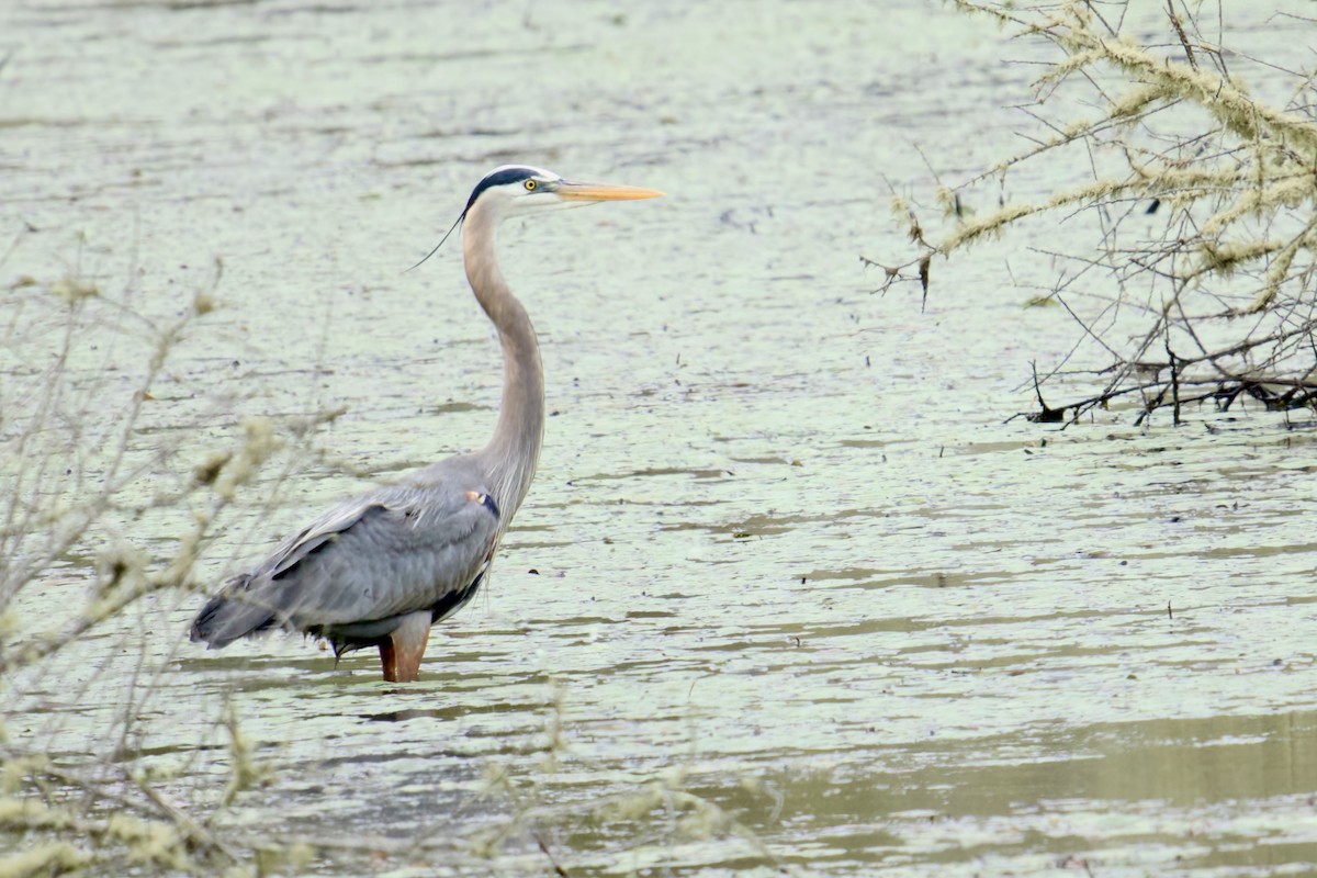 Great Blue Heron - ML619303711