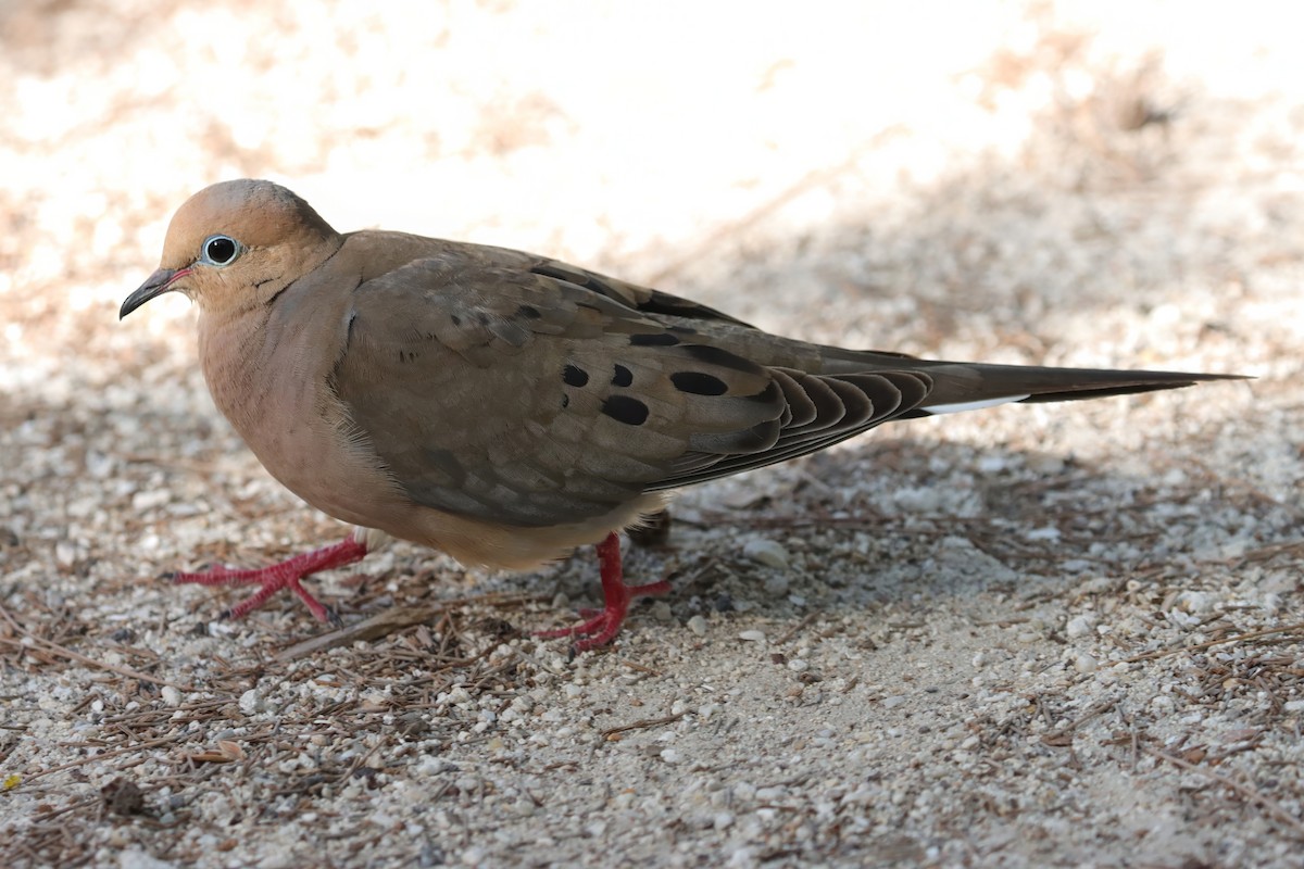 Mourning Dove - Cathy McNeil