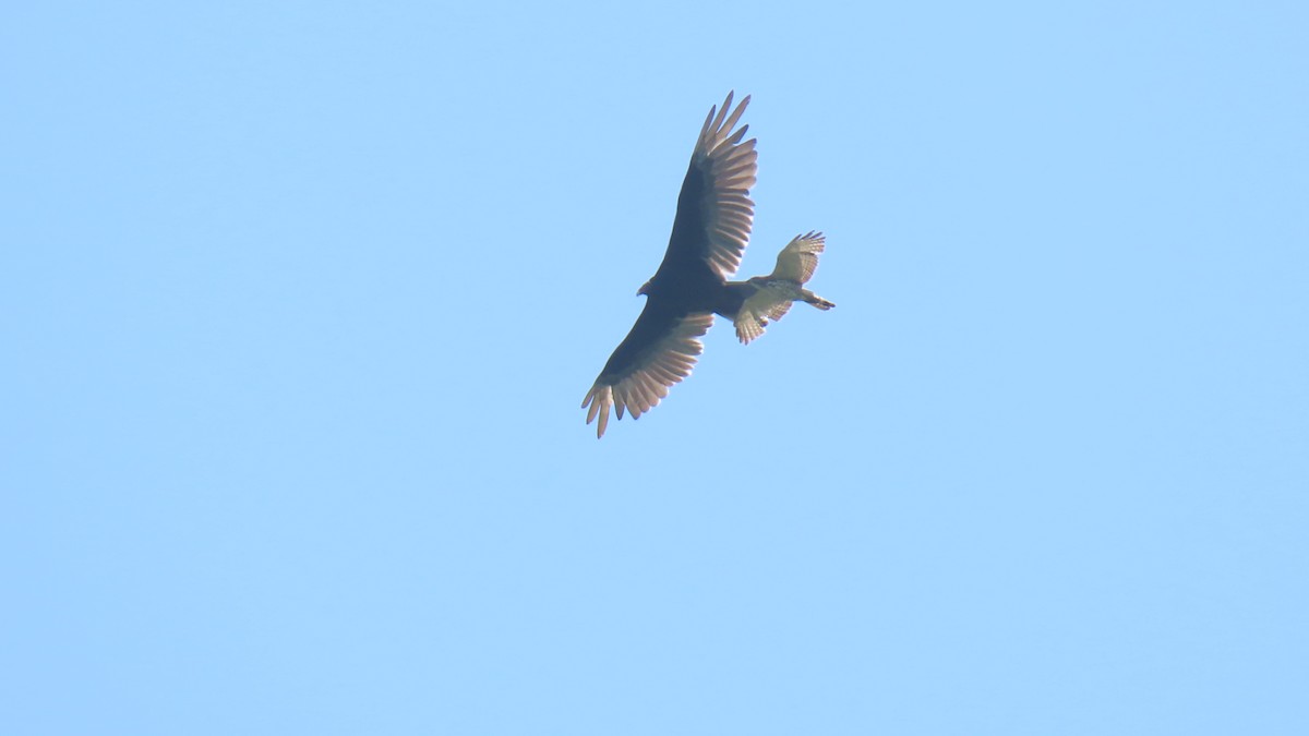 Broad-winged Hawk - Rohan B