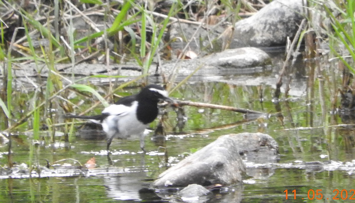 Japanese Wagtail - Richard Hayes