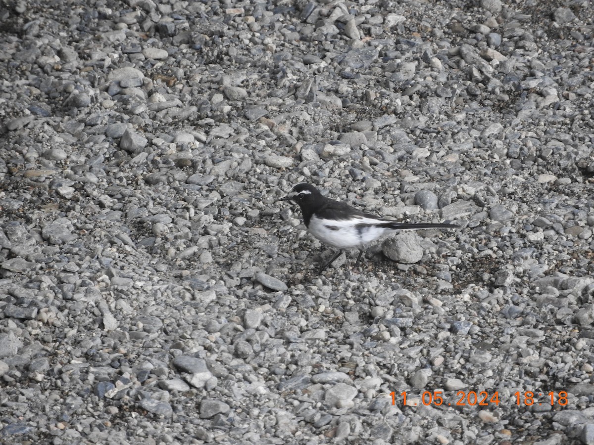 Japanese Wagtail - ML619303730