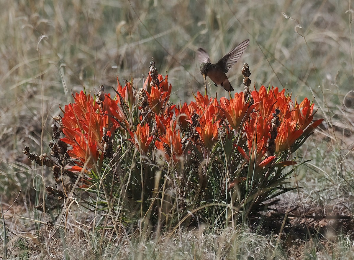 Black-chinned Hummingbird - Bob Foehring