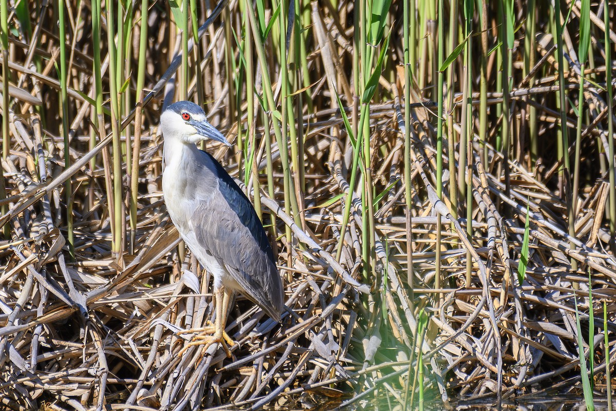 Black-crowned Night Heron - ML619303744