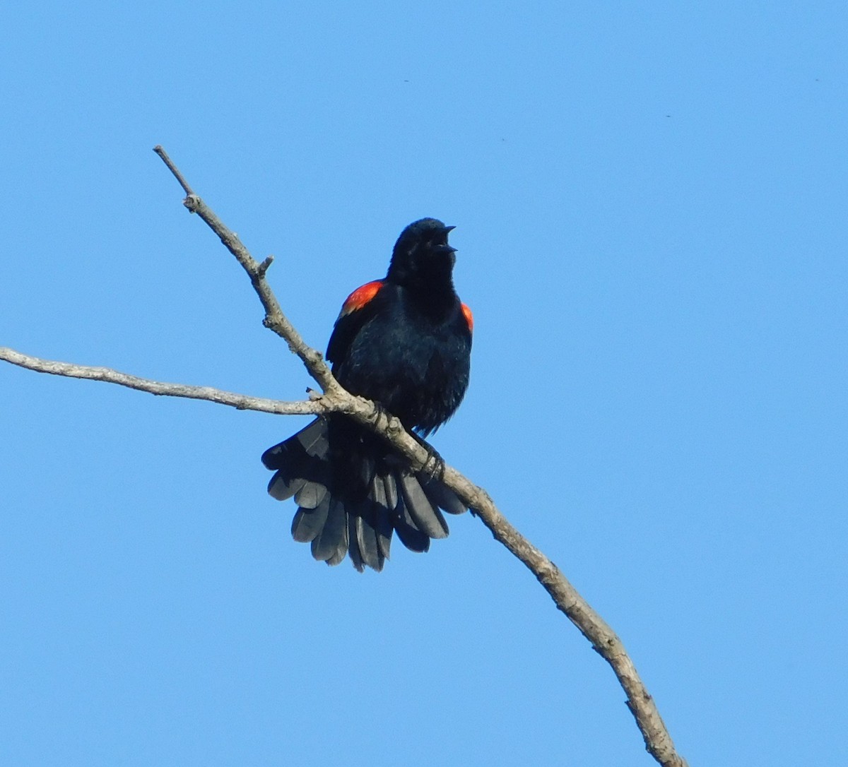 Red-winged Blackbird - Laurie White
