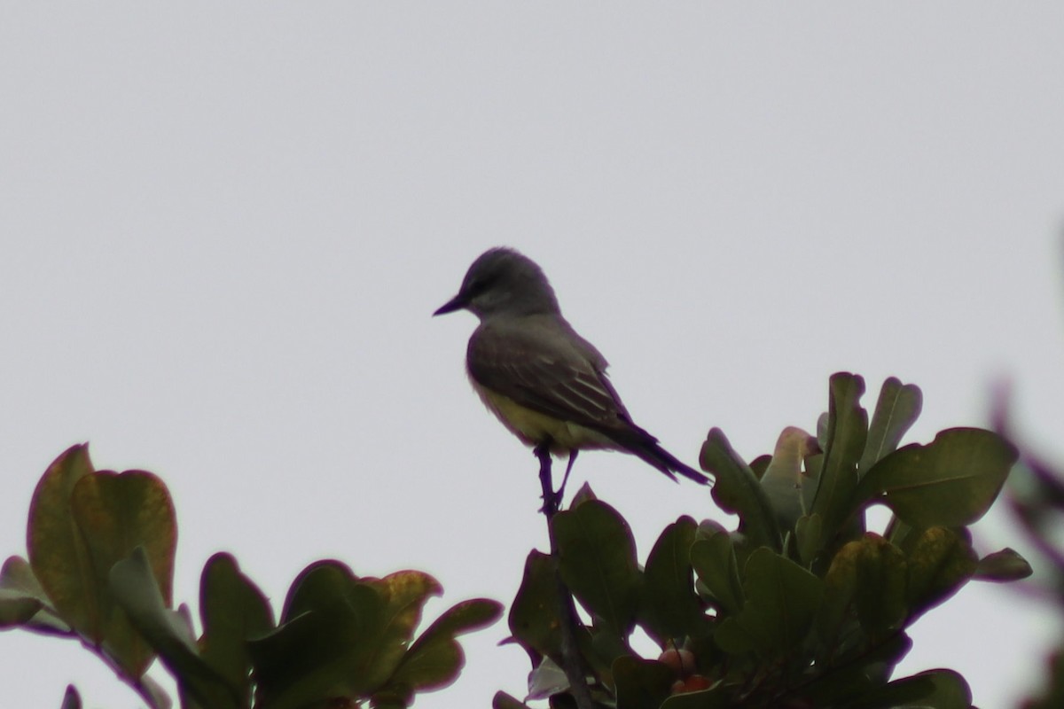 Cassin's Kingbird - Erick Masias