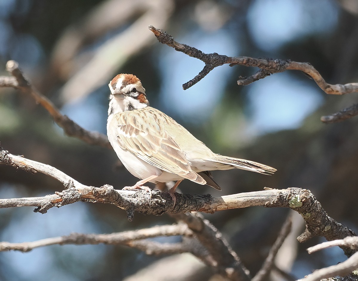 Lark Sparrow - Bob Foehring