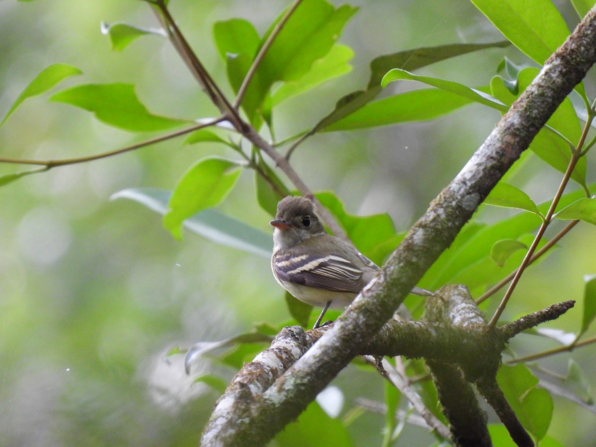 Acadian Flycatcher - ML619303773