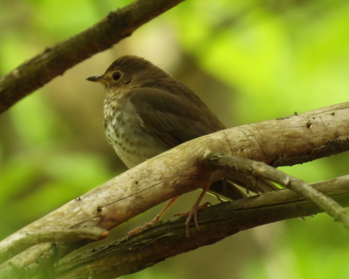 Swainson's Thrush - ML619303792