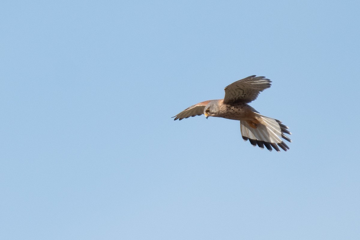 Lesser Kestrel - Ana Amaral