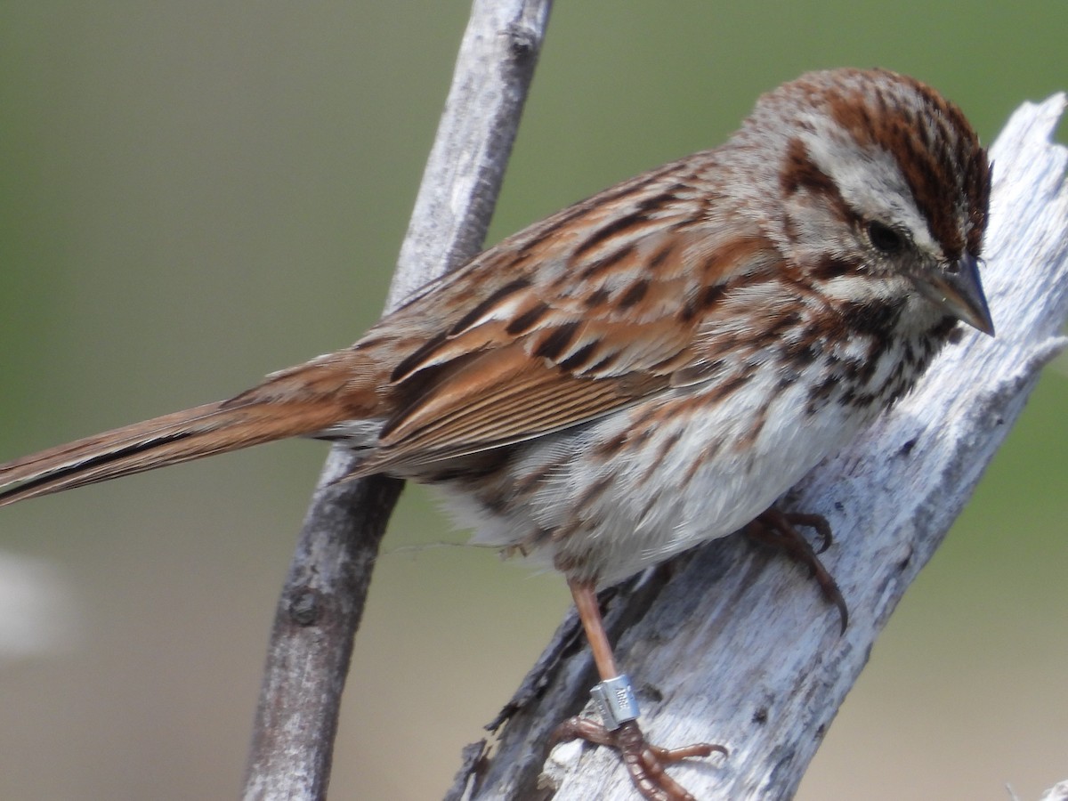 Song Sparrow - ML619303814