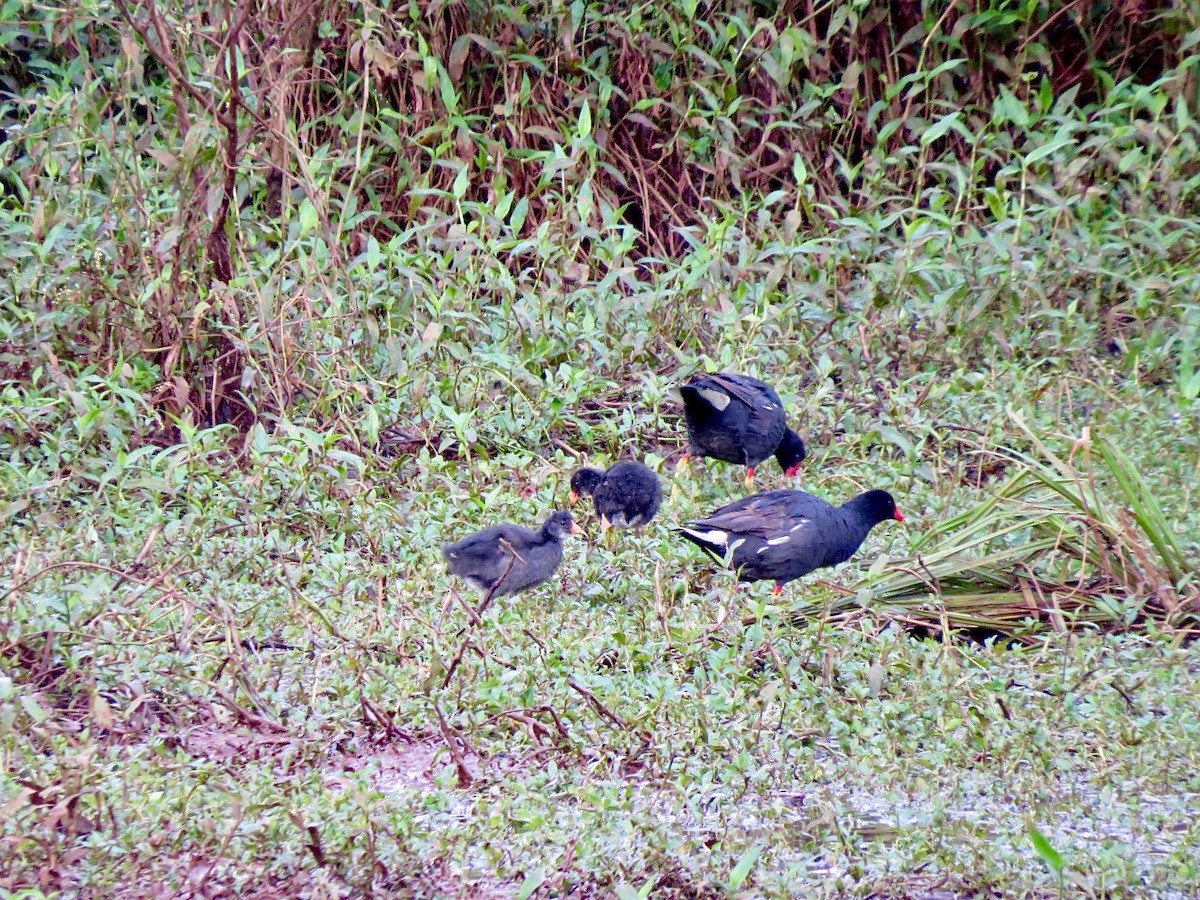 Common Gallinule - Katryane Camile