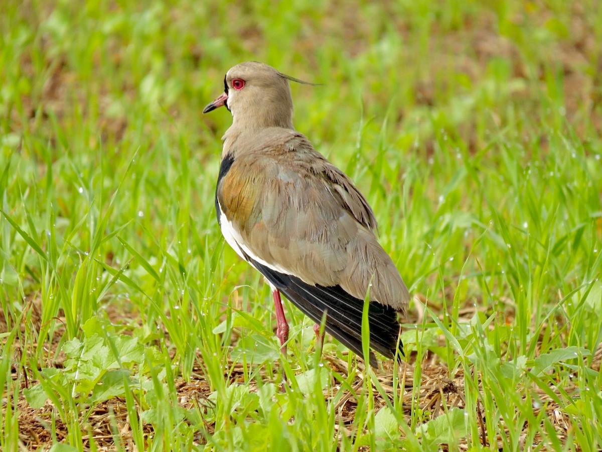 Southern Lapwing - ML619303830