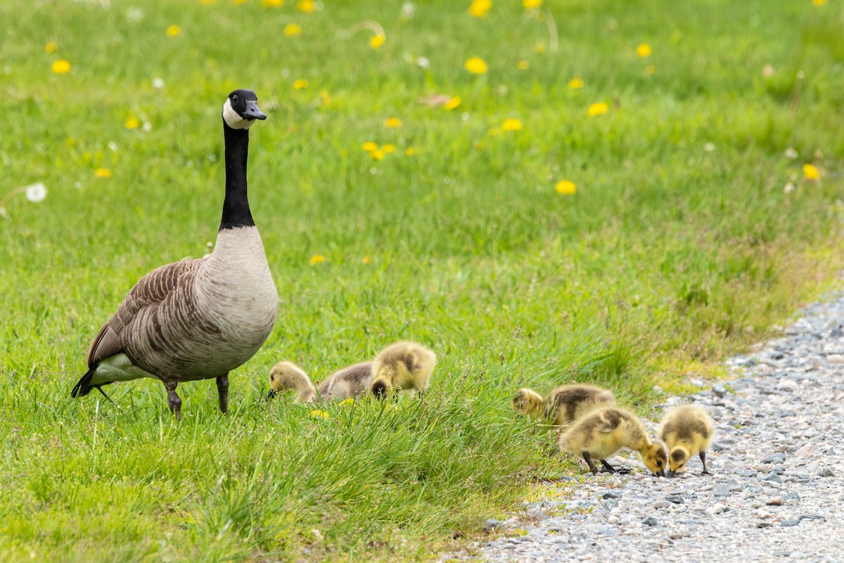 Canada Goose - ML619303843