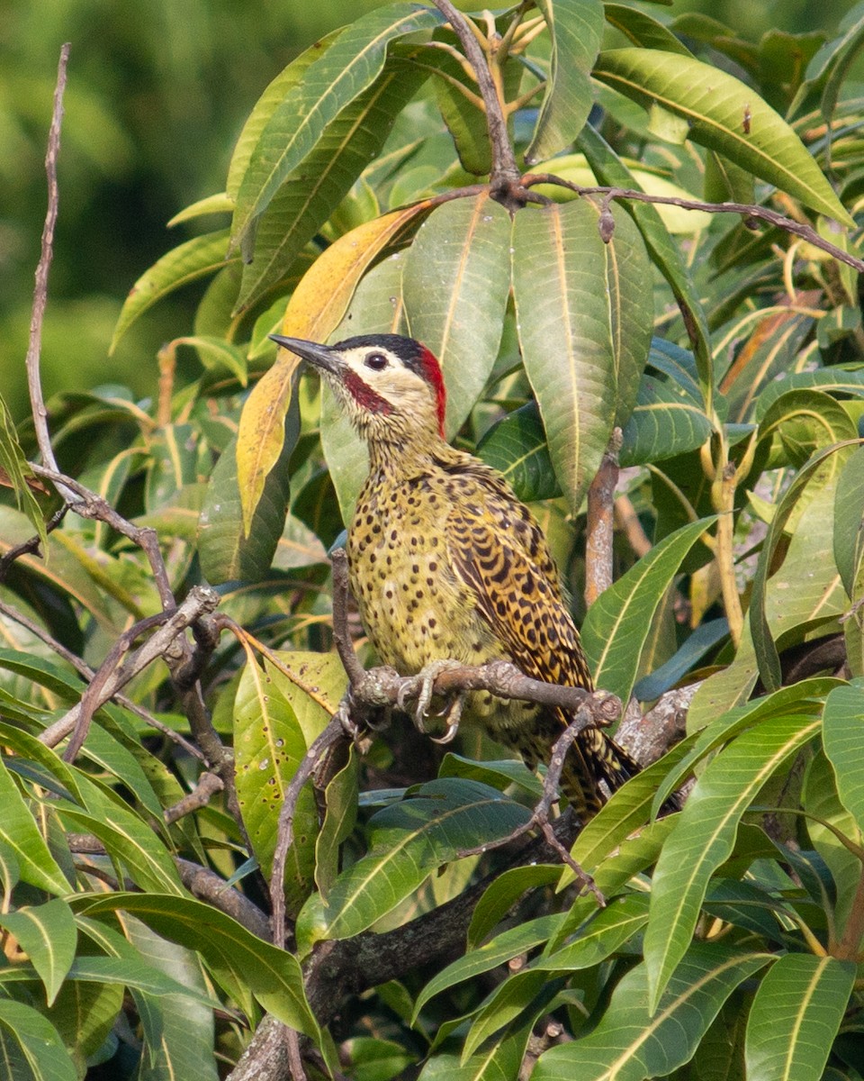 Green-barred Woodpecker - Felipe Gulin